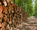 Wood pile