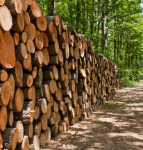 Wood pile