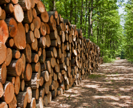 Wood pile