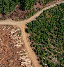 Forest clearing