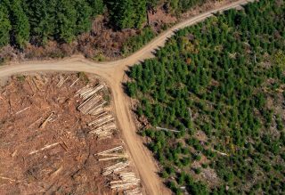 Forest clearing