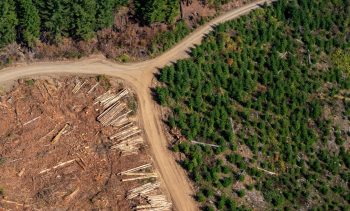Forest clearing